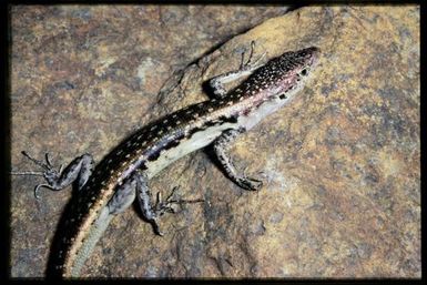 Phasmasaurus maruia