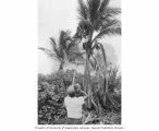 Dr. Donaldson filming a palm tree with mosaic gene or chromosome mutation, Lujor Island, Enewetak Atoll, summer 1949