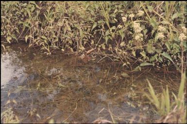 Anopheline mosquito breeding place : Bougainville Island, Papua New Guinea, April 1971 / Terence and Margaret Spencer