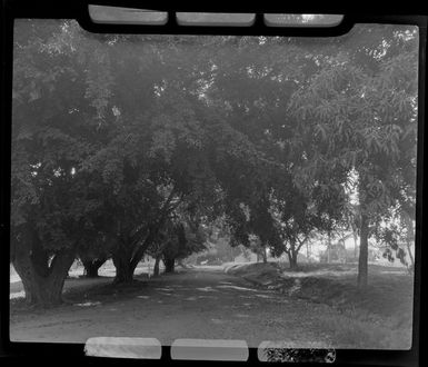 Avenue of trees, Nadi Hotel, Fiji