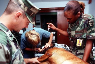 Military working dog trainer, MASTER at Arms Second Class (MA2) Robert A. Adamson, of the Naval Activity Guam Security Detachment, stands by with his dog "Max" while Dental Technician Second Class (DT2) C. J. Phillips prepares the dog's teeth for cleaning. Private First Class Neil of the U.S. Army Medical Corps is assisting