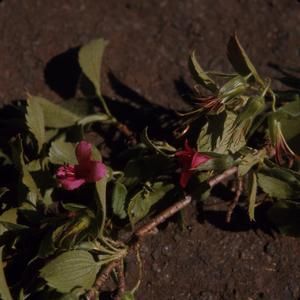[Geranium arboreum close-up in Polipoli Spring State Recreation Area, United States]