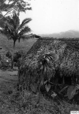 ["burebygge, by, palmer, grönska, hus, natur, fotografi, photograph"]