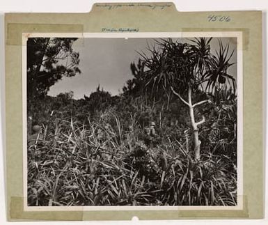 Photograph of 10th Army Troops Moving Through Ie Shima Jungle