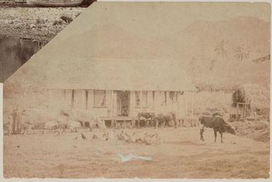 Woman and child, cows and chickens in front of a house. From the album: Cook Islands