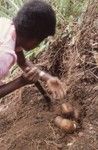 Jill excavating sweet potatoes