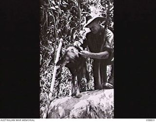 FARIA VALLEY, NEW GUINEA. 1943-10-20. SX17682 PRIVATE J. G. WORCHESTER OF THE 2/27TH AUSTRALIAN INFANTRY BATTALION AND HIS DOG "SANDY". "SANDY" WAS ONE OF THE MANY DOGS TRAINED BY THE UNITED STATES ..