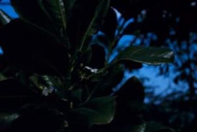 [Unidentified deciduous plant close-up at Espiritu Santo, Vanuatu]