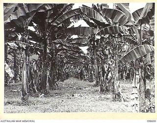 BULOLO, NEW GUINEA. 1945-10-17. THE RED BANANA GROVE, PART OF THE FRUIT PLANTATION CULTIVATED BY MEMBERS OF 5 INDEPENDENT FARM PLATOON