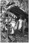 Men tying pig under babale'eboo lean-to. These structures are built to hold pigs during the feast