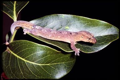 Gecko sp.