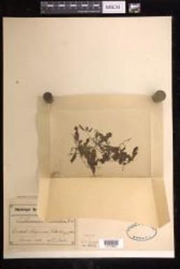 Didymoglossum sublimbatum