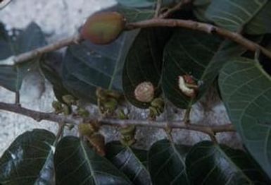 [Unidentified plant from Port Vila, Vanuatu]