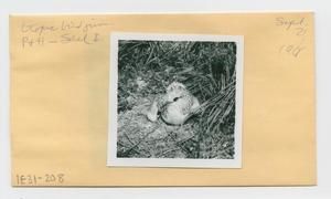 [Tropic bird in Hawaii, envelope IE31-208]