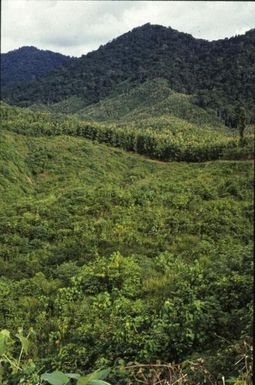 “Ed. 1966 ist. teak, middle. 1963 is. teak, tak. Natural rainforest” (original caption). The brick plantations of different ages stand out. Behind mountains covered by rainforest.