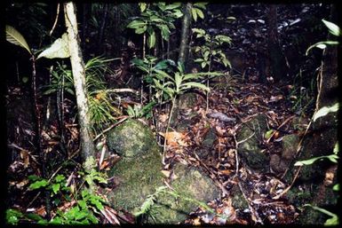 Graciliscincus shonae