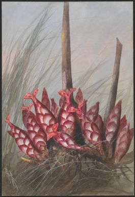 Hornstedtia scottiana, family Zingiberaceae, Papua New Guinea, ca. 1919 / Ellis Rowan