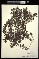 Sargassum polycystum