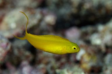 Meiacanthus oualanensis (Canary Fangblenny) during the 2017 South West Pacific Expedition.