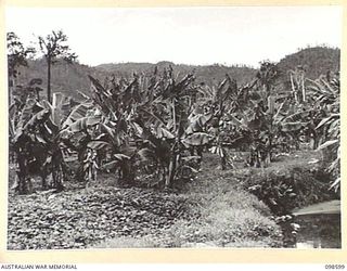 BULOLO, NEW GUINEA. 1945-10-17. A CAVENDISH BANANA GROVE, PART OF THE FRUIT PLANTATION OPERATED BY MEMBERS OF 5 INDEPENDENT FARM PLATOON