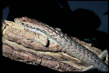 Epibator nigrofasciolatus