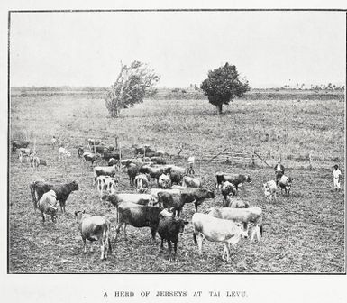 A herd of Jerseys at Tai Levu