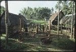 House-building: men construct frame, vertical poles are notched at top, betel nut palm (l) taboo with coconut frond tied around it