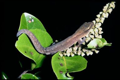 Gecko sp.