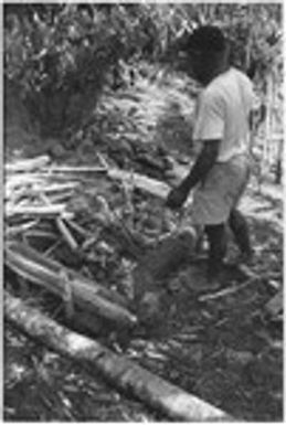 Pig festival, pig sacrifice, Tsembaga: building fire at ancestral shrine, above ground oven in background