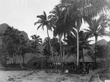 ["grönska, vik, palmer, hyddor, rundhyddor, fotografi, photograph"]