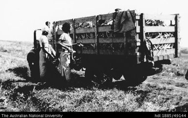 Lautoka - labourers load trucks with pineapple plant tops