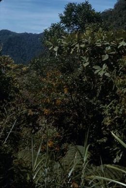 [Unidentified plants in the Sarawaket Range, Papua New Guinea]