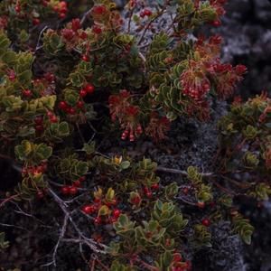 [Vaccinium pahalae close-up at Saddle Road, United States]