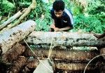 Removing a pig from the pen 1 of 2