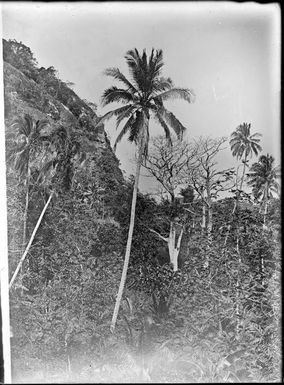Rock outcrop in the jungle, Fiji, ca. 1920 / E.W. Searle