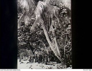 Karkar Island, New Guinea, 1944-12. On a sandy beach under an enormous tropical palm tree, Flying Officer 'Bubble Guts' Johnson (centre), Messing Officer with Headquarters, RAAF Northern Command ..
