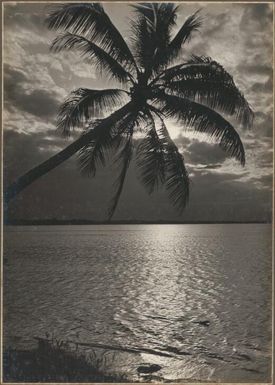 [Sun shining on the water with palm tree in the foreground, Papua New Guinea, 1]