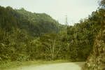 Klinki pine, Bulolo Gorge, [Papua New Guinea], 1964