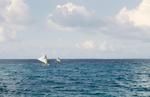 Front: Gaff-rigged tulula returning to the village with harvest from outer islets. Back: Outrigger canoe with lateen sail