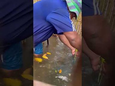 PART 13: DEC 24 2025- CHECKING THE FISH TRAP IN NAMELIMELI ON THE FOLLOWING DAY