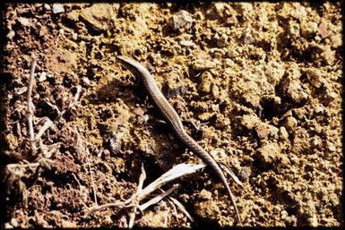 Caledoniscincus austrocaledonicus