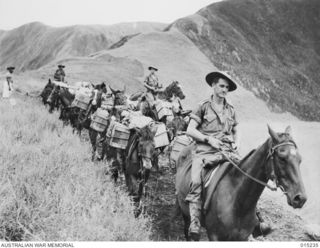 1943-07-09. NEW GUINEA. WAU-MUBO AREA. THIS TRANSPORT CARRIES STORES TO MEN AT FORWARD AREAS OVER SOME OF THE ROUGHEST COUNTRY IN NEW GUINEA. PICTURE SHOWS A GENERAL VIEW OF A PACK TEAM AS IT SETS ..