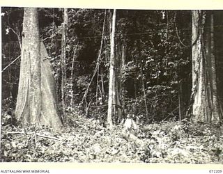 NAURO SWAMP, NEW GUINEA. 1944-04-05. TREES AT THE SWAMP, NOTED BY LIEUTENANT R. EWERS, MILITARY HISTORY SECTION