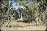 Pig jawbones on display, traditional house in background, Kwiop