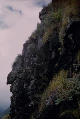 [Brighamias on rocky cliffside in Hanakoa Valley, United States]