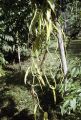 French Polynesia, vanilla bean vine growing on Moorea Island