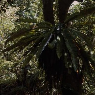 [Asplenium nidus from Kunia Trail, United States]