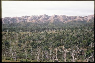 Maquis vegetation