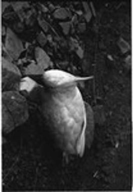 Cockatoo kept as a pet by the Cooks