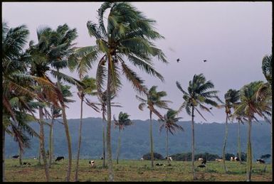 Cows grazing beneath palm trees,Tonga